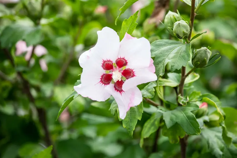 Hibiscus syr. 'Red Heart' 80-100   C10 - afbeelding 4