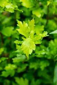 Hibiscus syr. 'Totus Albus' 150-175   C35 - afbeelding 3