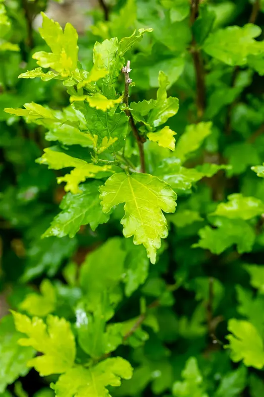 Hibiscus syr. 'Totus Albus' 150-175   C35 - afbeelding 5