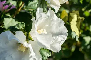 Hibiscus syr. 'Totus Albus' 150-175   C35
