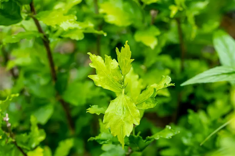 Hibiscus syr. 'Totus Albus' 150-175   C35 - afbeelding 2