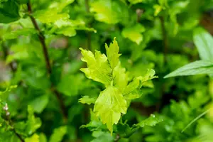 Hibiscus syr. 'Totus Albus' 150-175   C35 - afbeelding 2