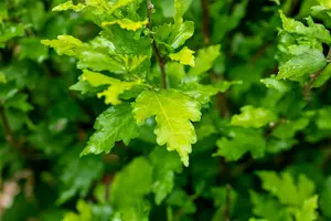 Hibiscus syr. 'Totus Albus' 150-175   C35 - afbeelding 4