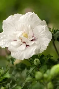White Chiffon - afbeelding 2