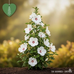 Hibiscus syriacus 'Flower Tower White'® C12 (175-200)
