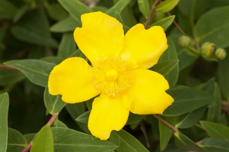 hypericum hybr. 'hidcote' P9 - afbeelding 1