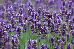 Hidcote Blue - afbeelding 3