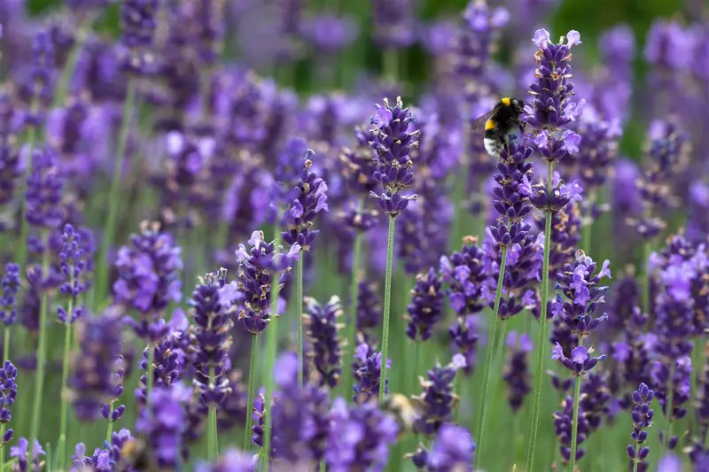 Hidcote Blue - afbeelding 5