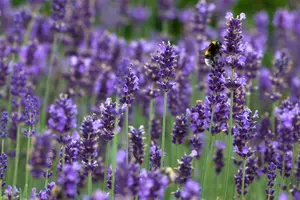 Hidcote Blue - afbeelding 5