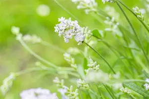 lavandula ang. 'hidcote white' P9 - afbeelding 4