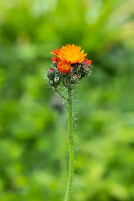 aurantiacum - afbeelding 10