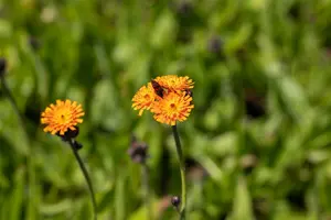 aurantiacum - afbeelding 6