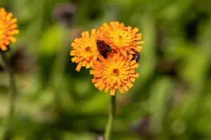 aurantiacum - afbeelding 7