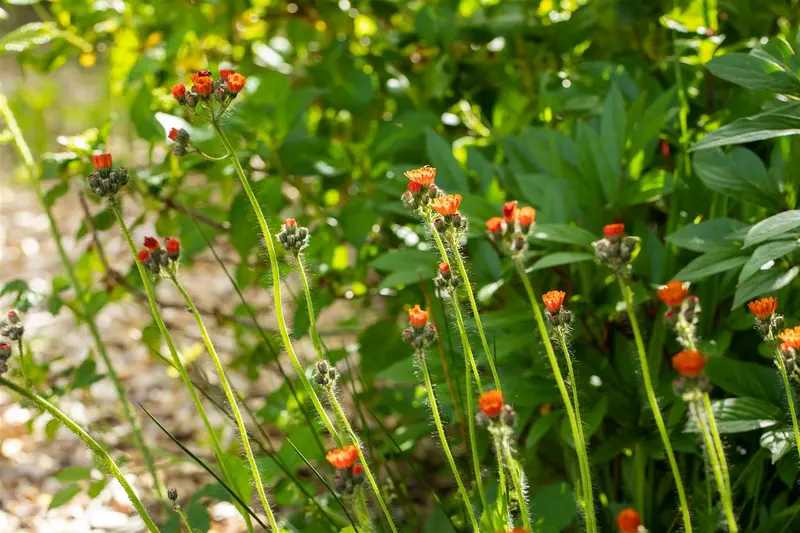 aurantiacum - afbeelding 9