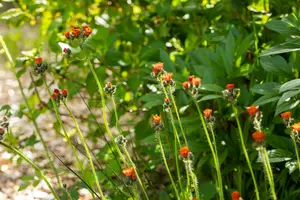 aurantiacum - afbeelding 9