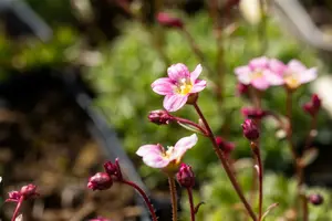Highlander Rose Shades - afbeelding 2