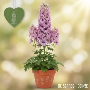 Delphinium x elatum 'Highlander Sweet Sensation'®