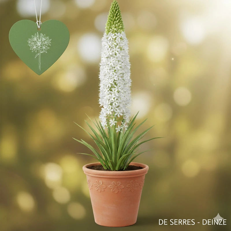 Eremurus himalaicus C5