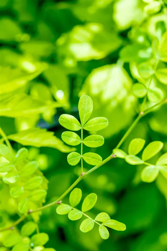 hippocrepis emerus ( coronilla emerus) (25- 30cm) - afbeelding 4