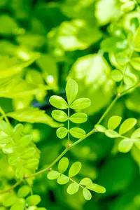hippocrepis emerus ( coronilla emerus) (25- 30cm) - afbeelding 4