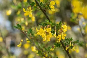 hippocrepis emerus ( coronilla emerus) (25- 30cm) - afbeelding 2