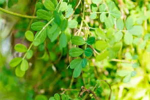 hippocrepis emerus ( coronilla emerus) (25- 30cm) - afbeelding 3