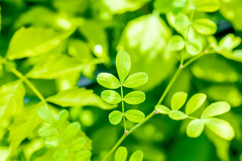 hippocrepis emerus ( coronilla emerus) (25- 30cm) - afbeelding 5