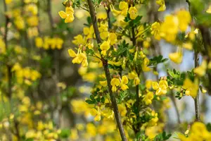hippocrepis emerus ( coronilla emerus) (25- 30cm) - afbeelding 5