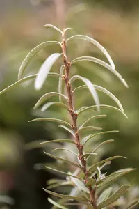 hippophae rhamnoides (125-150 cm) - afbeelding 4