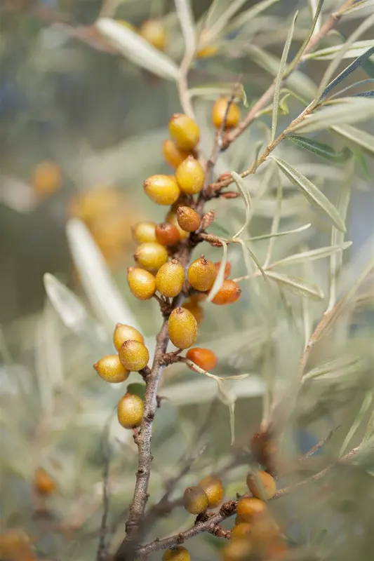 hippophae rhamnoides (125-150 cm) - afbeelding 5