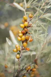 hippophae rhamnoides (125-150 cm) - afbeelding 5