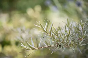 hippophae rhamnoides (125-150 cm) - afbeelding 5
