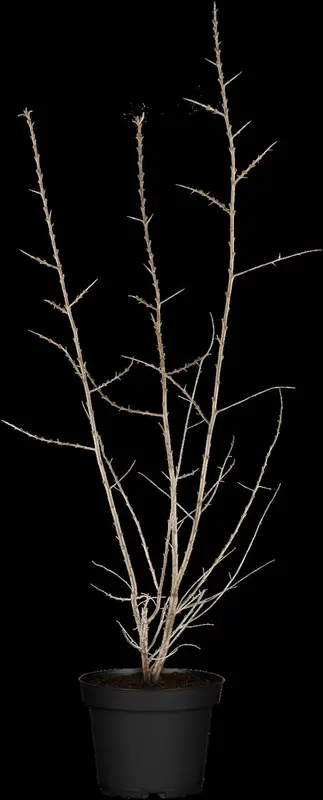 hippophae rhamnoides (125-150 cm) - afbeelding 3