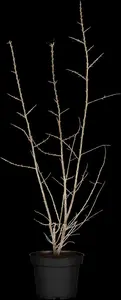 hippophae rhamnoides (125-150 cm) - afbeelding 3