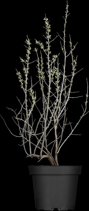 hippophae rhamnoides (125-150 cm) - afbeelding 2