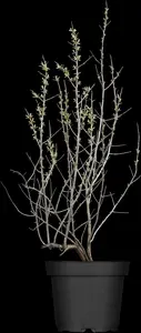 hippophae rhamnoides (125-150 cm) - afbeelding 2