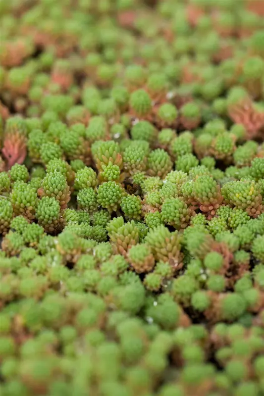 sedum hispanicum ( 'glaucum') P9 - afbeelding 2
