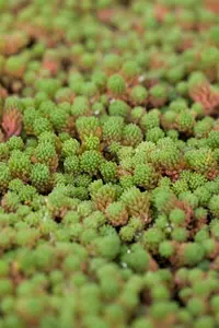 sedum hispanicum ( 'glaucum') P9 - afbeelding 2