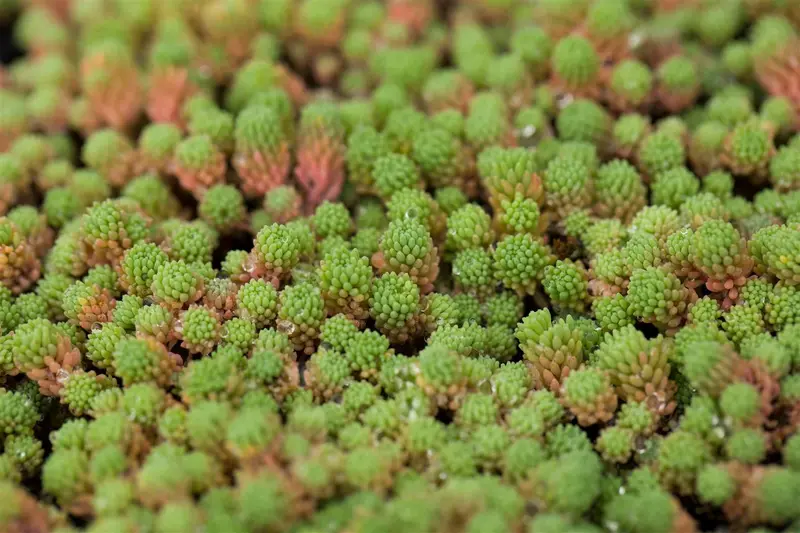 sedum hispanicum ( 'glaucum') P9 - afbeelding 1