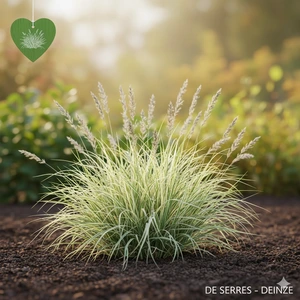 Holcus mollis 'Albovariegatus' P9