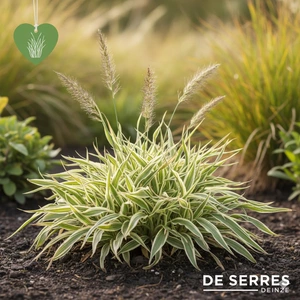 Holcus mollis 'Jackdaw´s Cream' P9