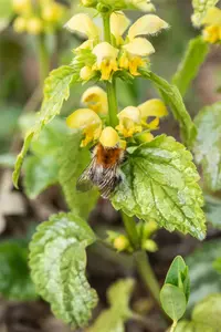 hollow fountain lamio black - afbeelding 2