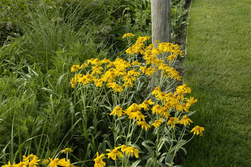 Helenium hoopesii P9