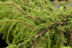 juniperus comm. 'hornibrookii' - afbeelding 3