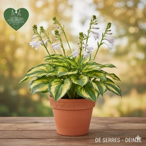 Hosta 'Colored Hulk' P11