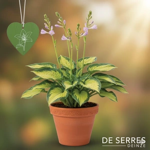 Hosta 'Abba Dabba Do'