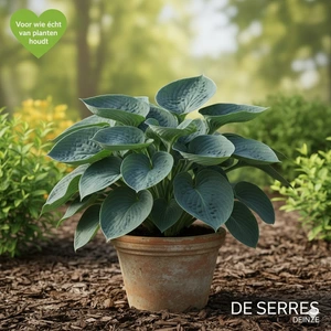 Hosta sieboldiana 'Blue Angel' P9