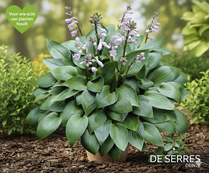 Hosta sieboldiana 'Blue Umbrellas' P9