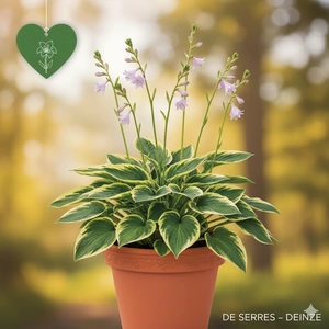 Hosta 'Brim Cup' P9