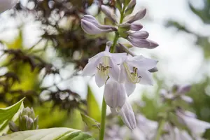 Hosta - afbeelding 2